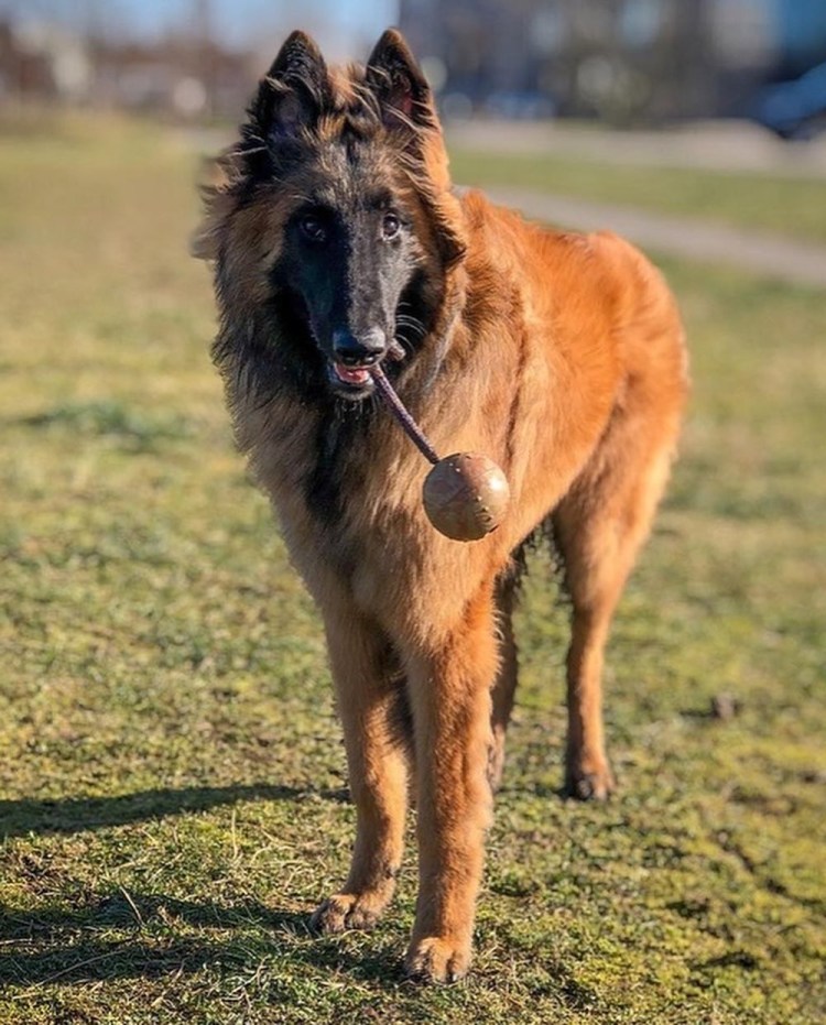 Малинуа грюнендаль лакенуа