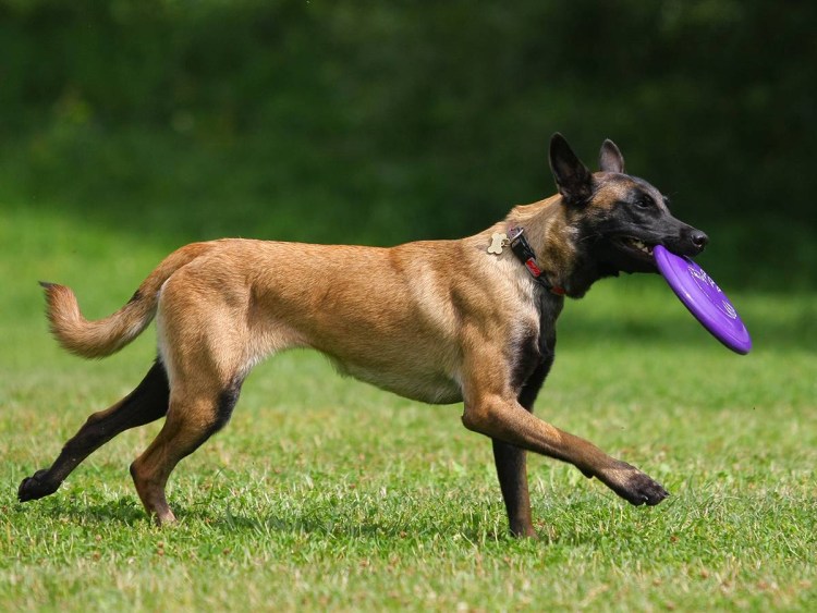 Бельгийская овчарка малинуа грюнендаль тервюрен лакенуа