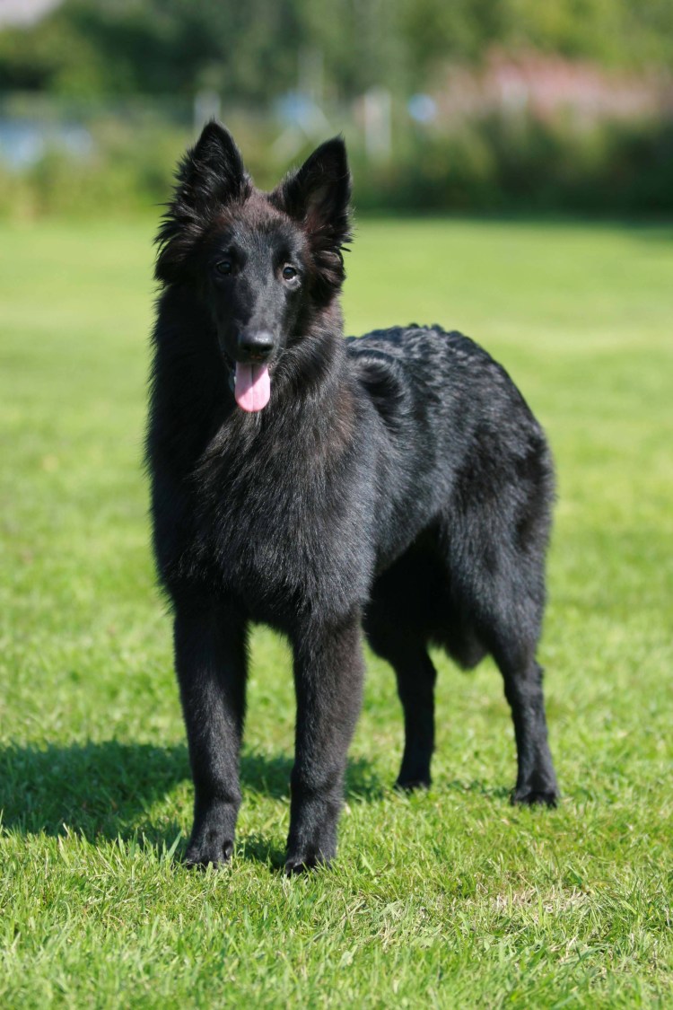 Бельгийская овчарка лакенуа стандарт