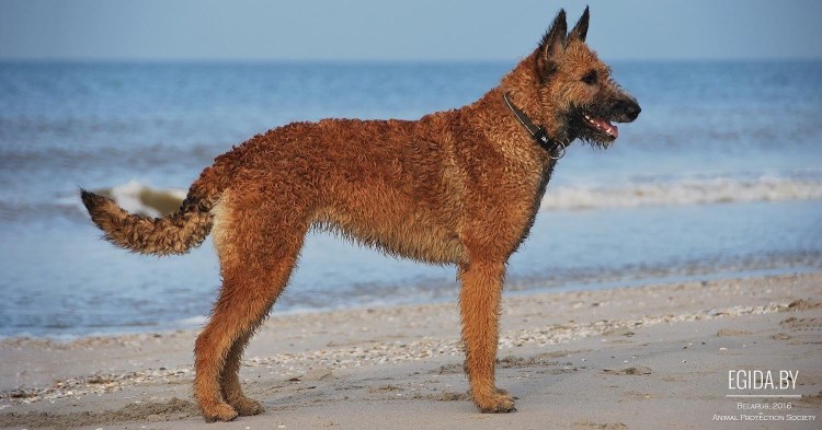 Жесткошерстная лакенуа