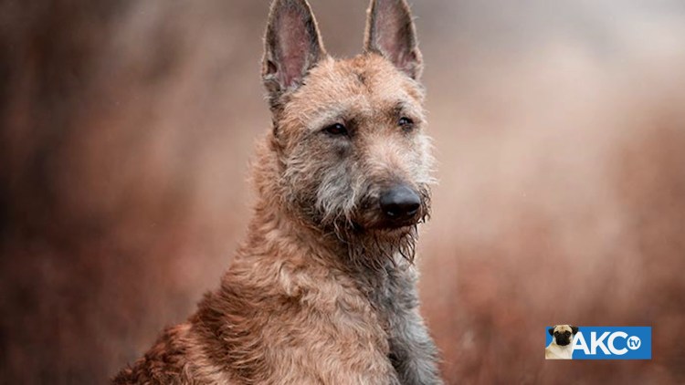 Бельгийская овчарка лакенуа