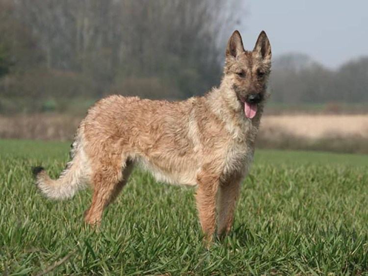 Лакенуа овчарка