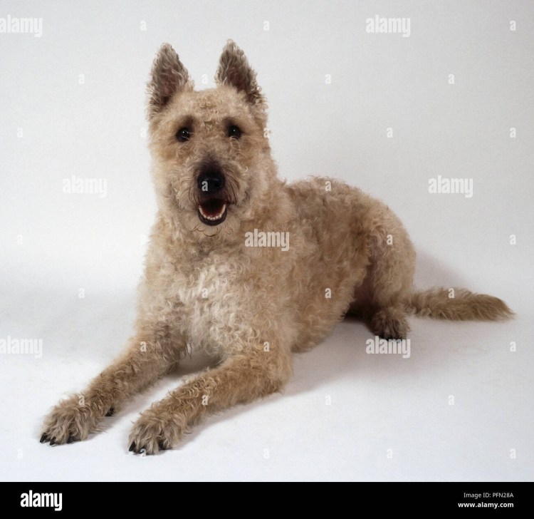 Лакенуа постав лап