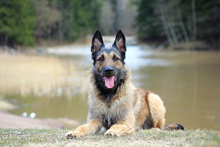 Бельгийская овчарка лакенуа