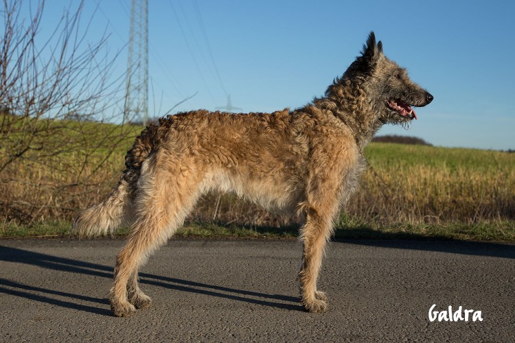 Бельгийская овчарка лакенуа метис