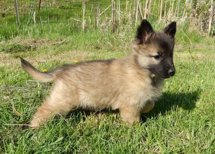 Бельгийская овчарка