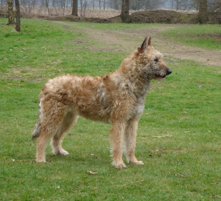 Лакенуа Бельгийская