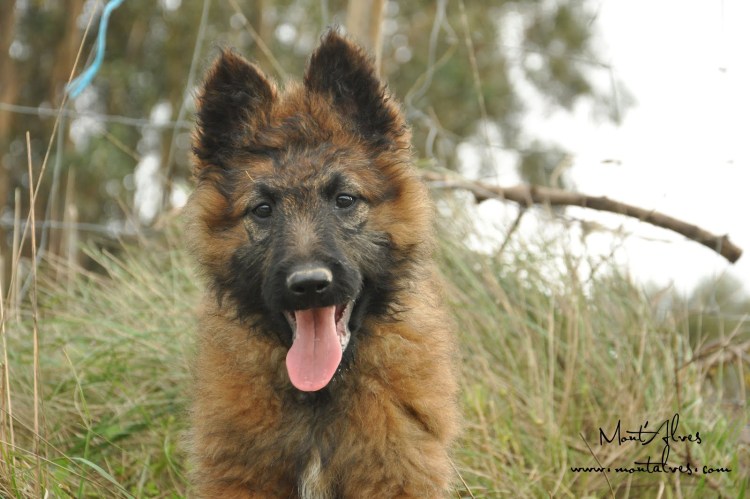 Бельгийский малинуа