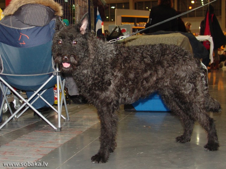 Бельгийская овчарка лакенуа стандарт