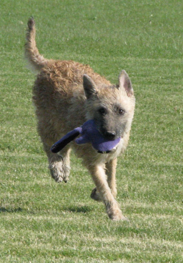 Французская Пикардийская овчарка