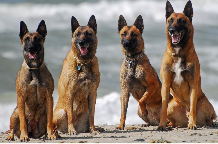 Собака Бельгийская овчарка тервюрен