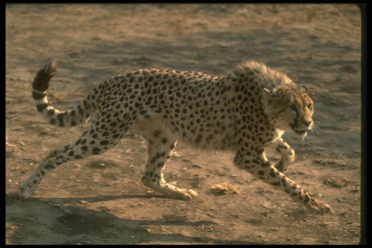 Гепард в прыжке
