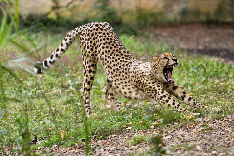 Бугатти против гепарда