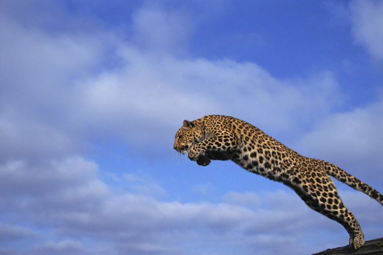 Гепард самка