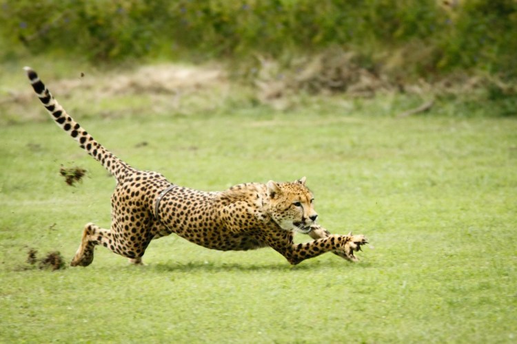 Гепард бежит