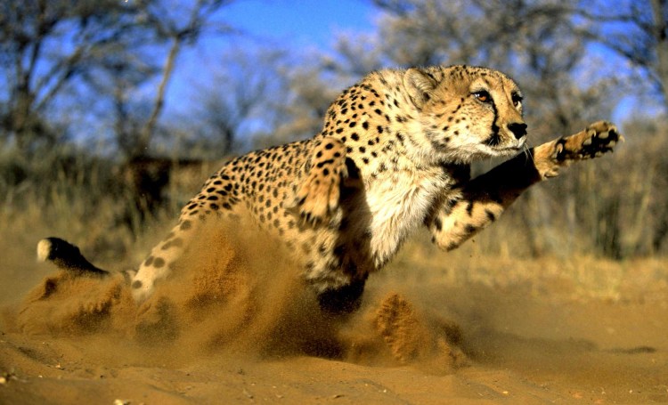 Сибирский гепард