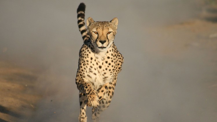 Фотография гепарда в беге