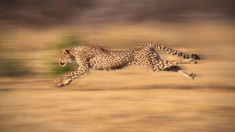 Гепард леопард Ягуар скорость бега