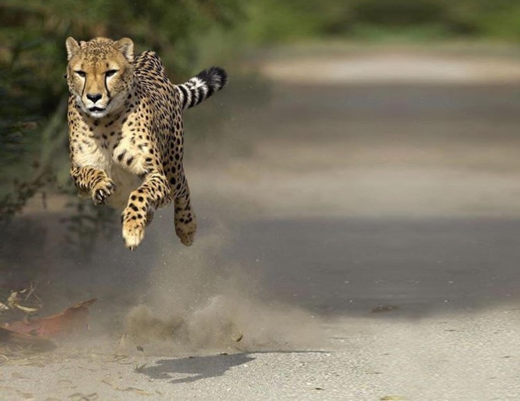 Гепард в беге