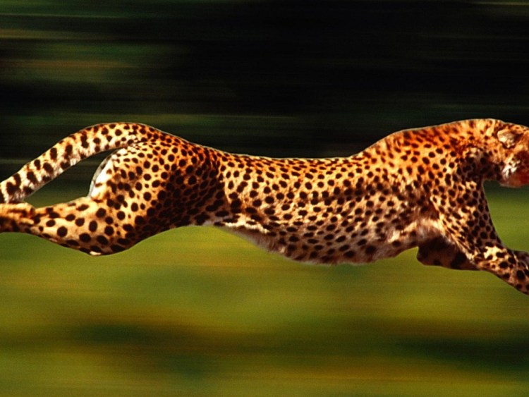 Гепард охотится