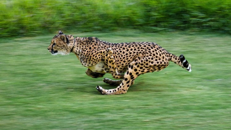 Леопард бежит
