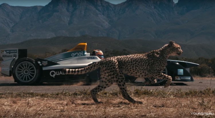 Гепард в саванне