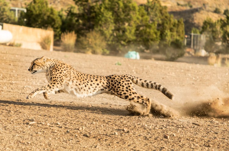 Гепард бежит