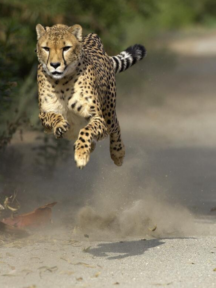 Леопард бежит