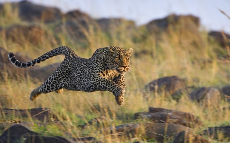 Гепард в погоне