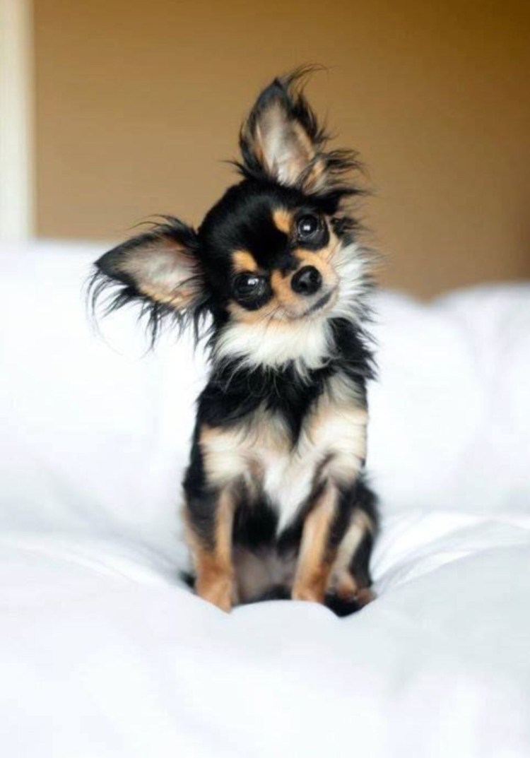 Чихуахуа пушистые