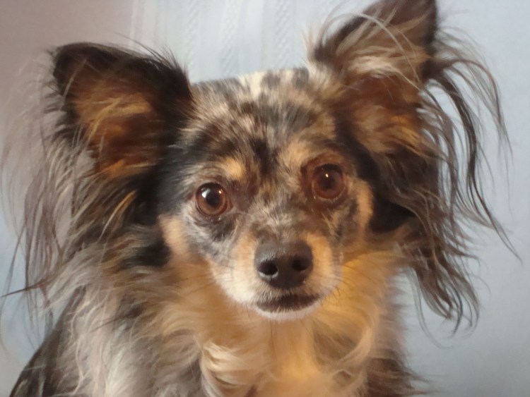 Чихуахуа длинношерстный злая