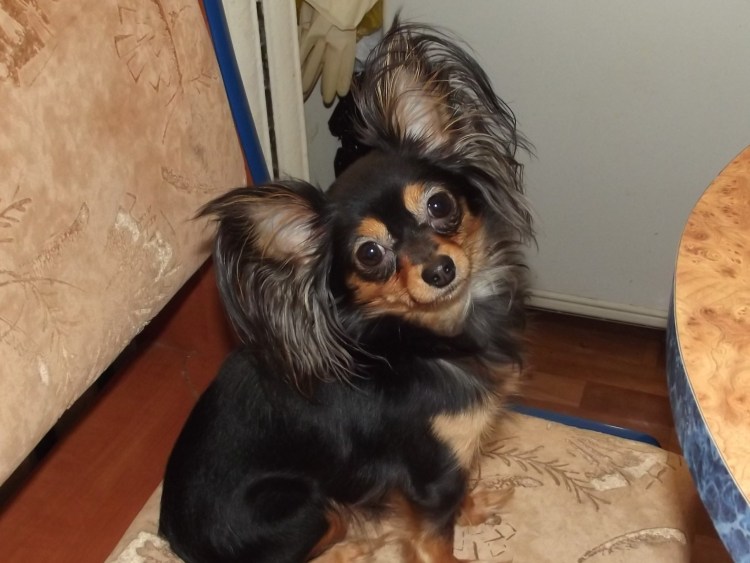 Чихуахуа с большими ушами