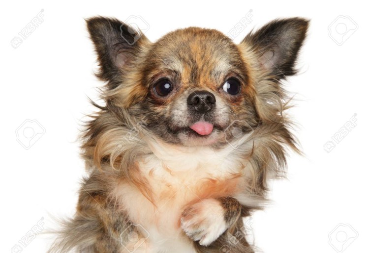 Чихуахуа смотрят друг на друга