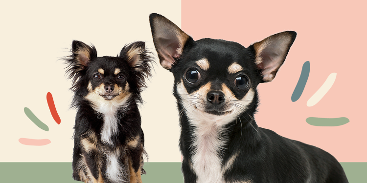 Чихуахуа терьер длинношерстный