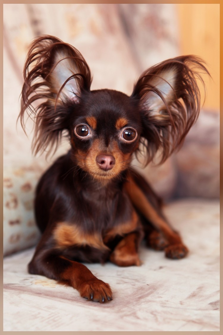 Русский хохлатый терьер