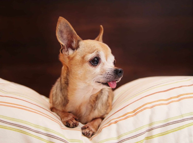 Чихуахуа Чивава