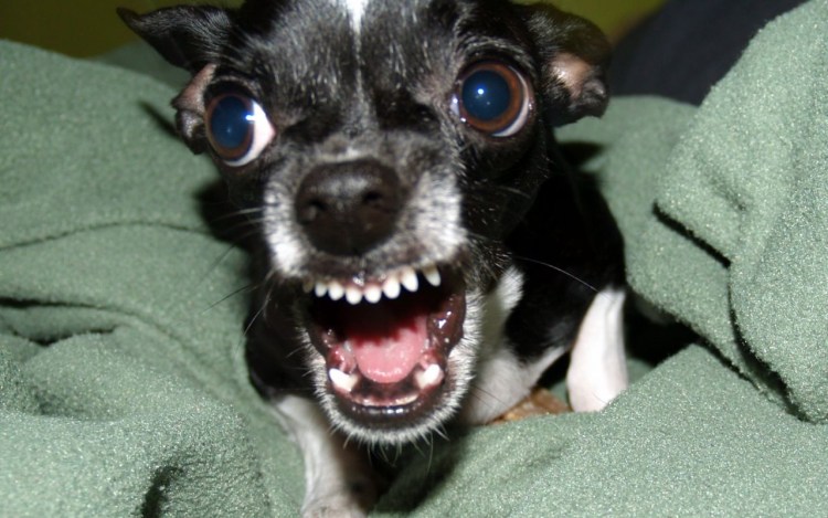 Чихуахуа вид сбоку