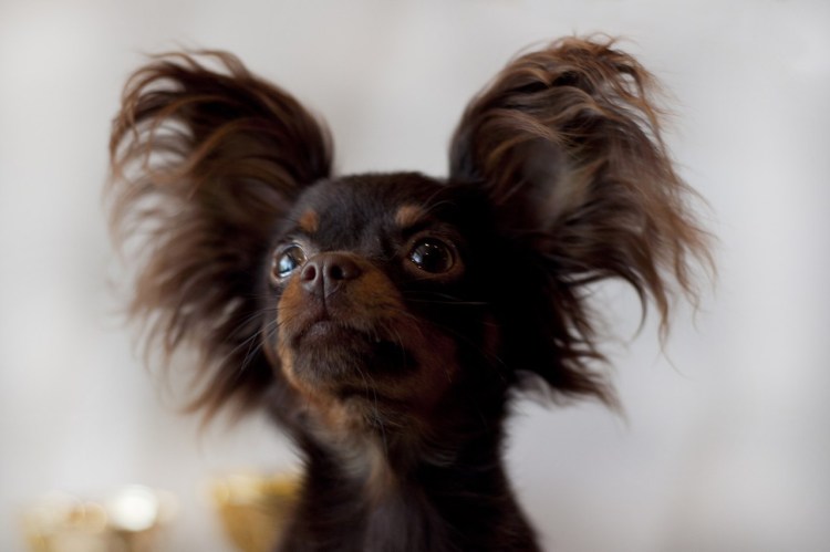 Папильон и чихуахуа