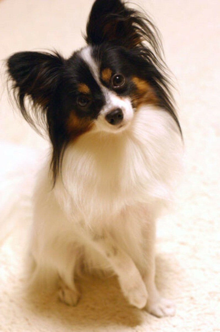 Chihuahua short haired and long haired