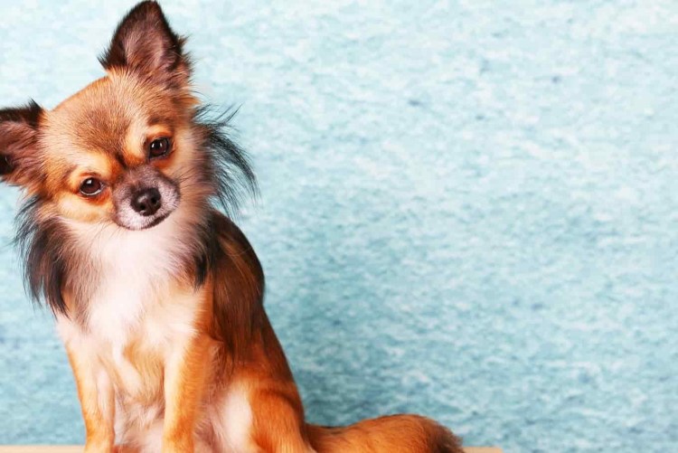 Московский длинношерстный тойтерьер