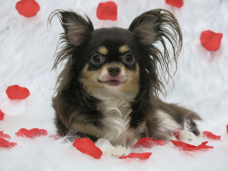 Каштанка порода собаки