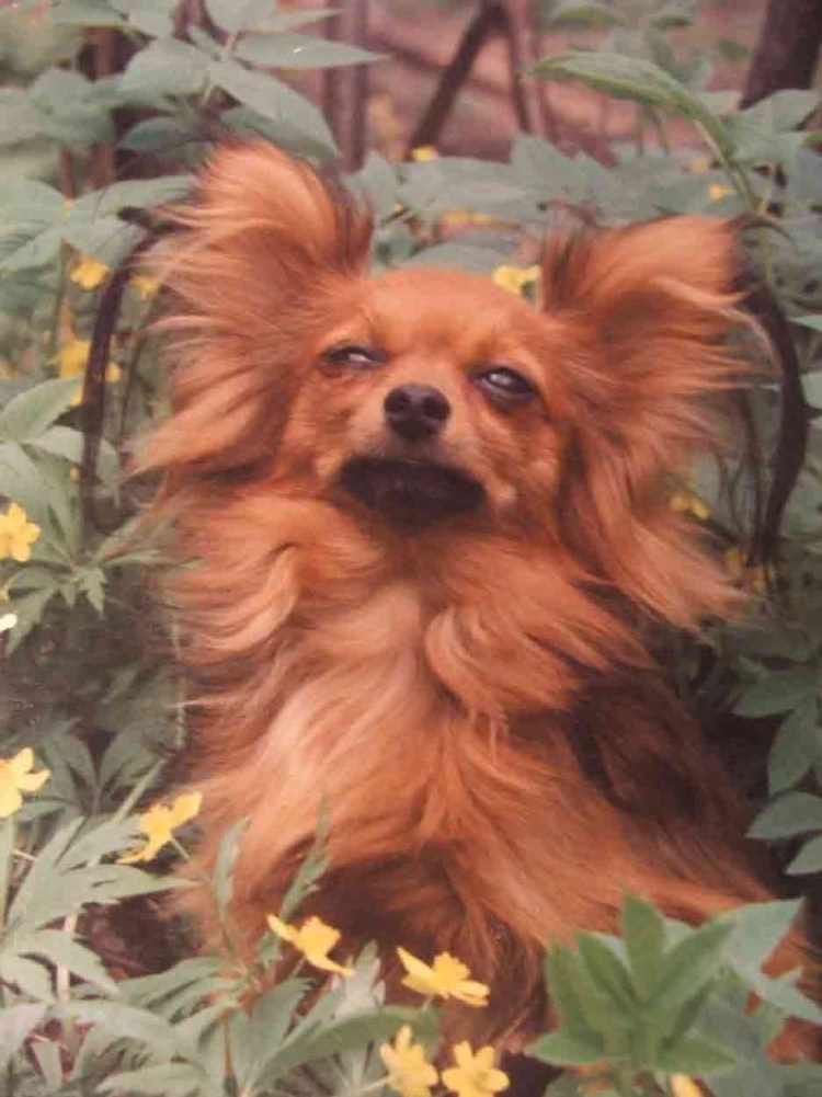 Тойтерьеры длинношерстные черные