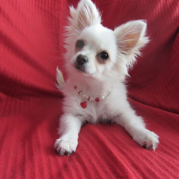 Пятнистые чихуахуа щенки