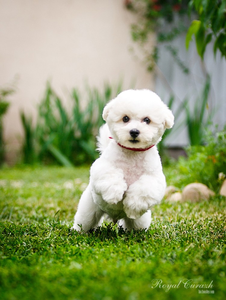 Собачка Бишон фризе