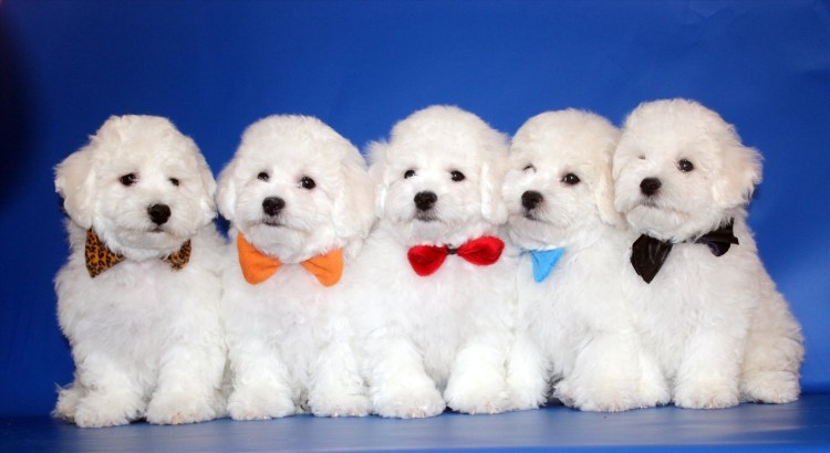 Французский Бишон фризе