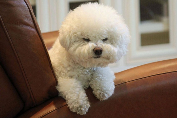 Бишон фризе