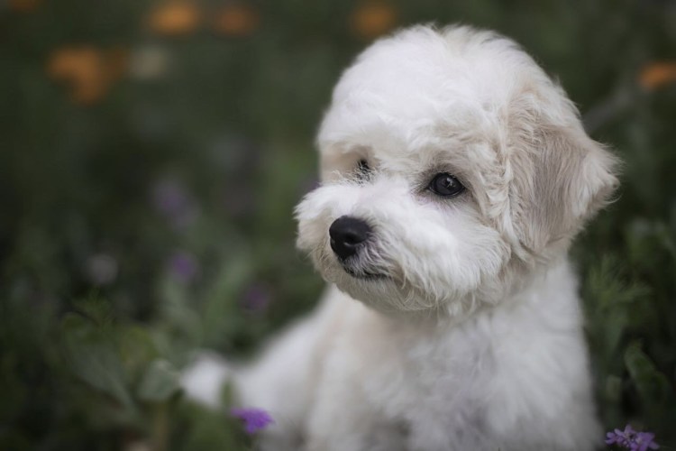 Болонка Бишон фризе
