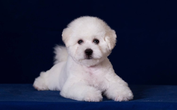 Французская болонка Бишон фризе