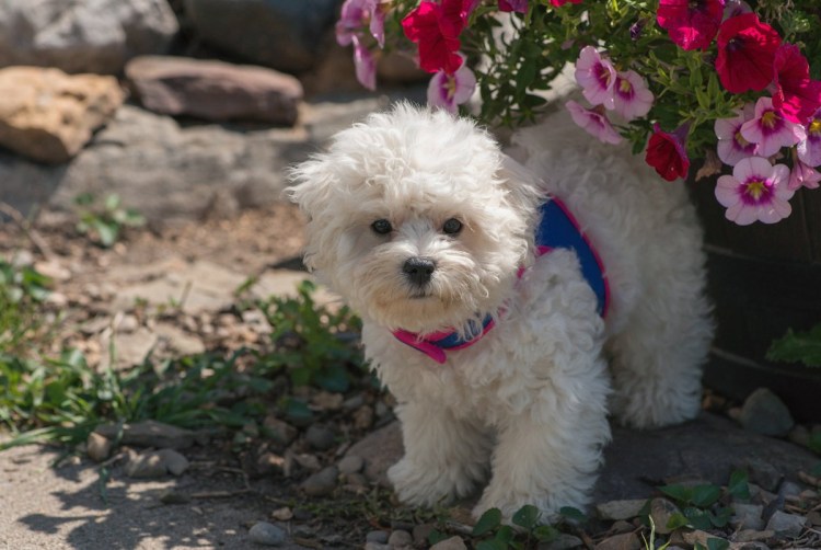 Французская болонка Бишон