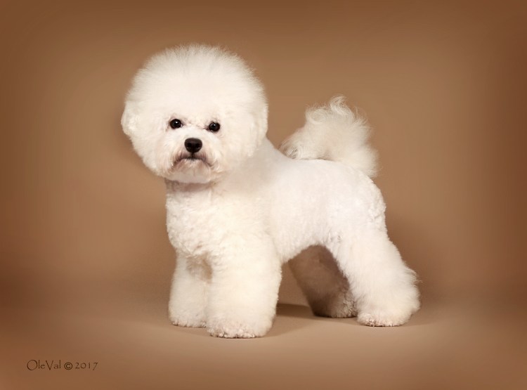 Бишон фризе собака Папильон